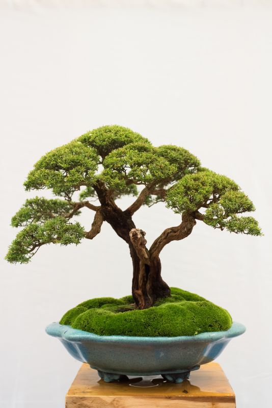 Bonsai Planting