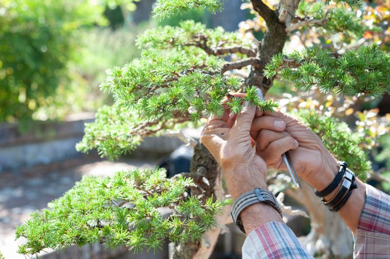 Bonsai Planting