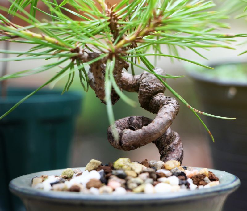 Bonsai Planting