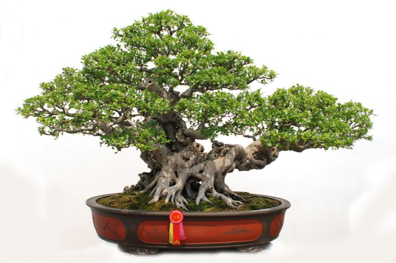 Bonsai Planting