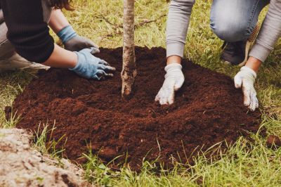Bonsai Planting