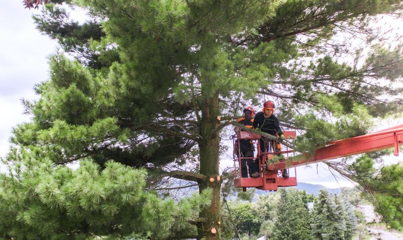 Tree Installation Service