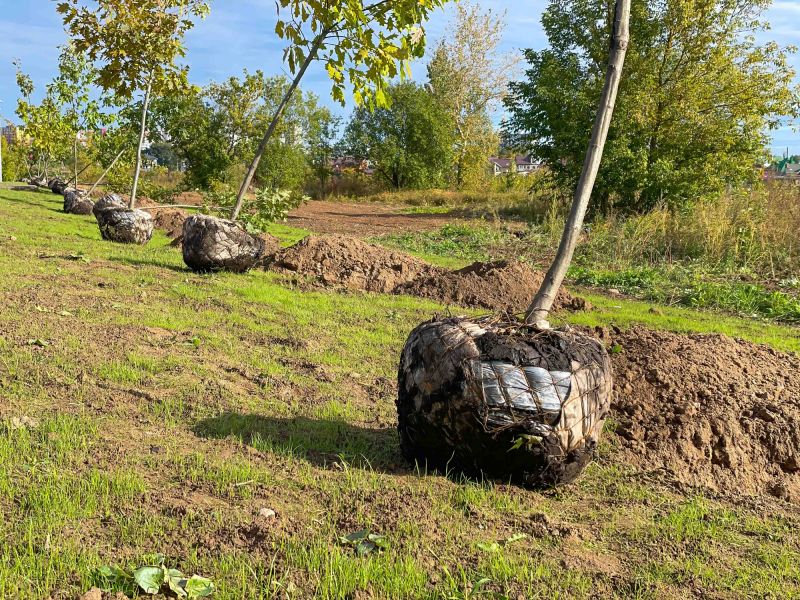 Bonsai Planting detail