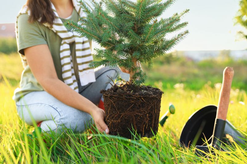 Bonsai Planting detail
